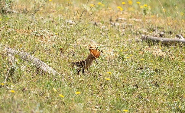 istock Common hoopoe (Upupa epops) photographed in Spain 2220246765