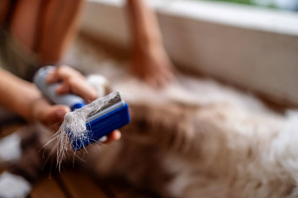 istock Grooming a Cat with a Brush, Focused on Removing Loose Fur 2220247410
