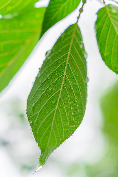 Macro of hornbeam leaf surface in harsh light with strong shadows.