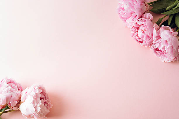 istock Pink peony flowers arranged on pastel pink background with copy space. Top view, flat lay 2220248009