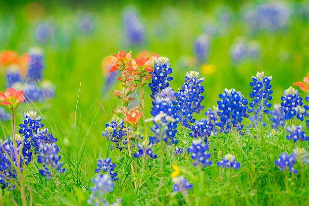 istock Colorful field of bluebonnets and Indian paintbrush. 2220249190