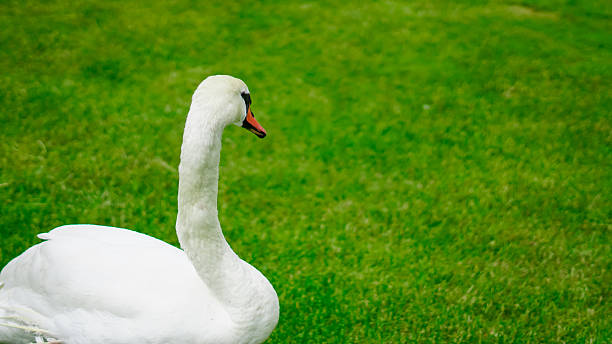 istock White swan walking and grazing in lush green park on a summer day 2220249261