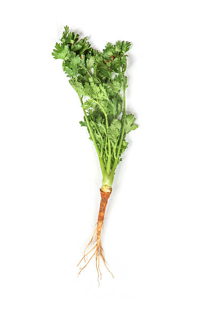 Fresh organic coriander coriander roots. Vegetables and herbs