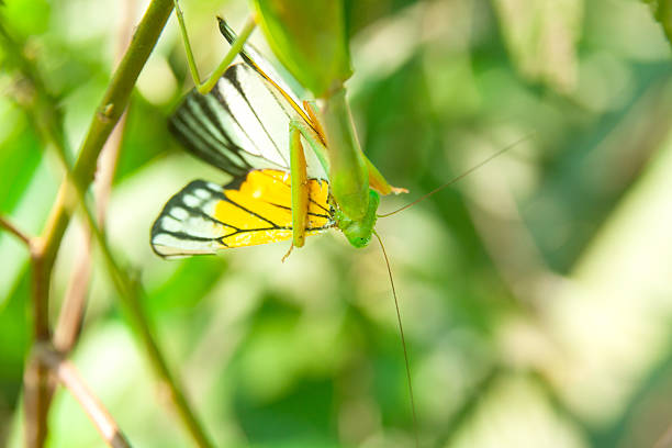 A praying mantis ambushes and captures an unsuspecting butterfly.