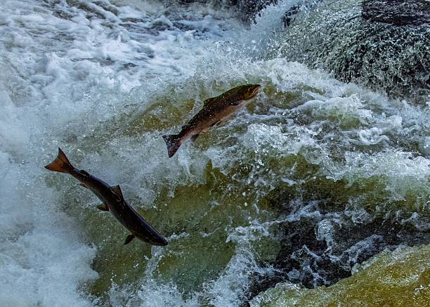 istock Salmon leaping on the River Endrick 2220250946