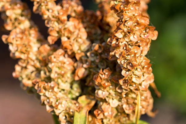 curled dock, \nRumex crispus meadow flowers closeup selective focus