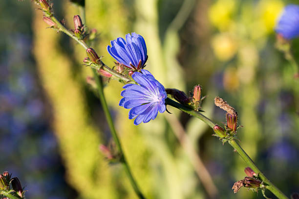 Common chicory Cichorium intybus blue meadow flowers closeup selective focus