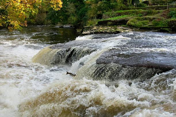 istock Salmon leaping on the River Endrick 2220252026