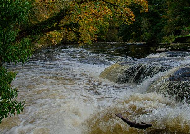 istock Salmon leaping on the River Endrick 2220252027