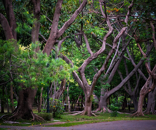 istock Path way in the Queen Sirikit Park Bangkok Thailand. 2220254904