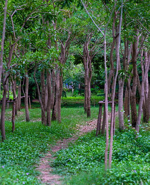 istock Path way in the Queen Sirikit Park Bangkok Thailand. 2220255041