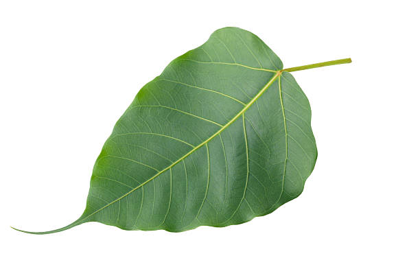 istock green Bodhi leaves isolated on a white background 2220255456