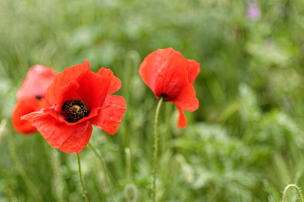 Poppy flowers on a meadow