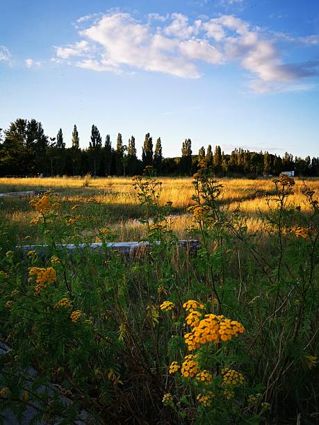 Summer landscape: green field with yellow blooming yarrow and golden cereal fields against the background of a dark forest
