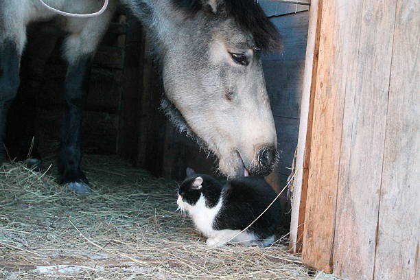 istock A horse and a cat on a frosty day 2220259740