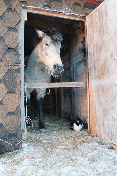 istock A horse and a cat on a frosty day 2220259742