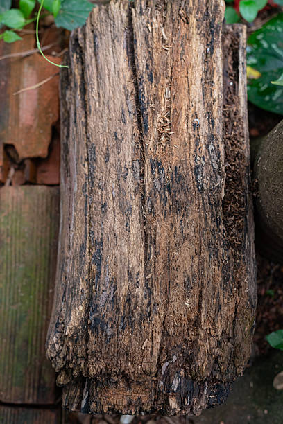 istock Photo of wood texture pattern 2220259880