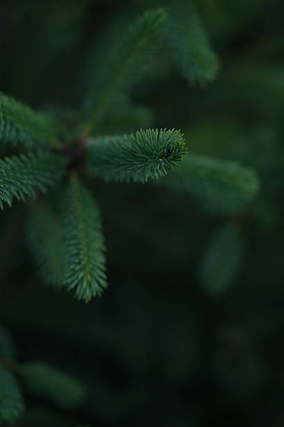 istock green Christmas tree branches texture close up, macro green branch Christmas concept, macro blue Christmas branch tree evergreen close up 2220260582