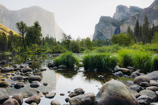 A mountain rises over the forest in the valley in Yosemite National Park
