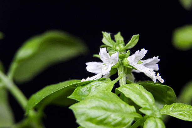 Macro close up of a fresh flowering organic basil plant for food seasoning on black background