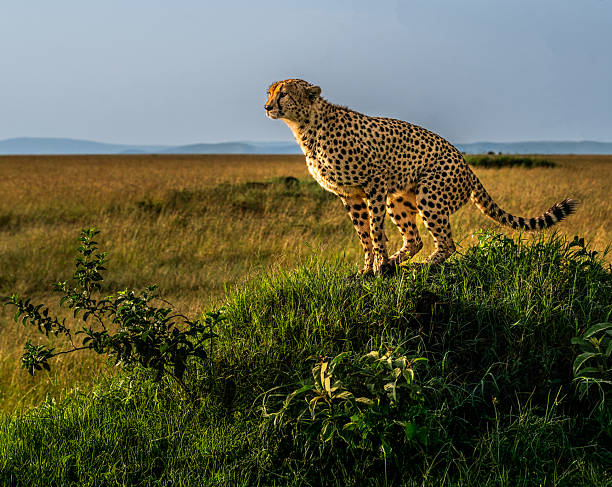 istock Cheetah on Watch – Masai Mara Morning, Kenya 2220263334