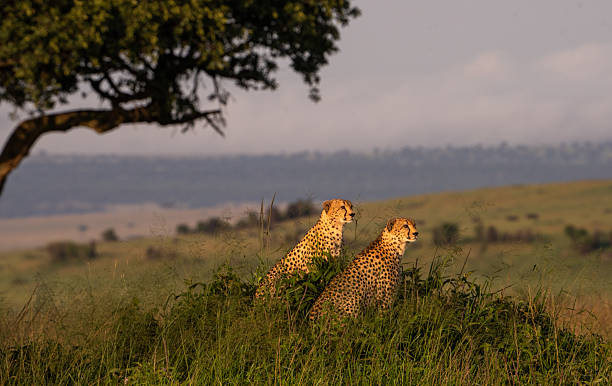 istock Cheetah Brothers Scanning the Savannah, Kenya 2220263335