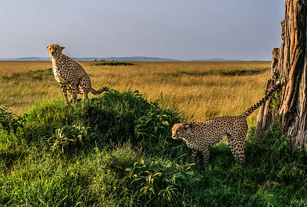 Two cheetahs explore the golden savannah of Masai Mara, Kenya. One stands alert atop a grassy mound while the other prowls near a rugged tree trunk, both illuminated by the warm morning sun in this vibrant wildlife scene.