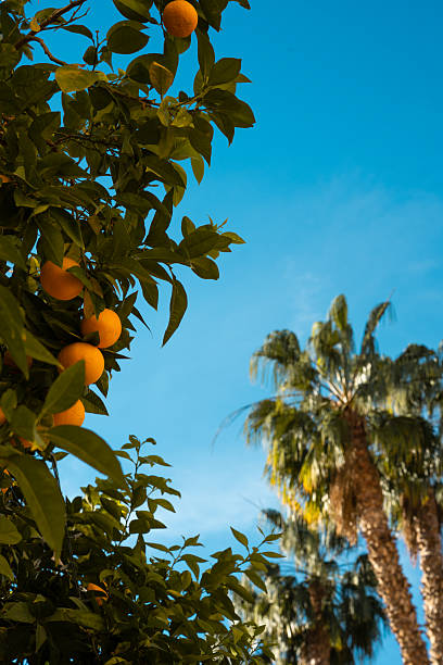 istock Vibrant oranges grow on trees under a clear blue sky with a palm tree in the background during late afternoon in a tropical location 2220263985