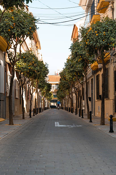 istock Charming tree-lined street with vibrant orange trees in a serene urban setting during midday 2220264078