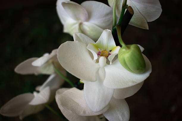 istock Perfect for home decor, a cozy ambiance, a coffee break, uxury brands, or aesthetic visuals 2220264625