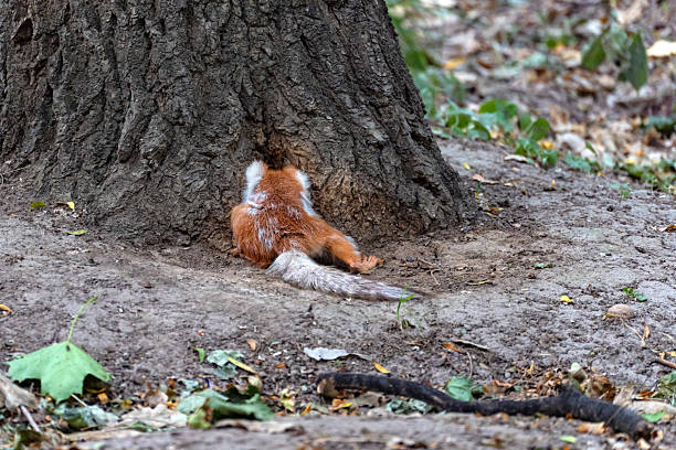 istock Funny photo of a molting Eurasian red squirrel (Sciurus vulgaris) 2220265265