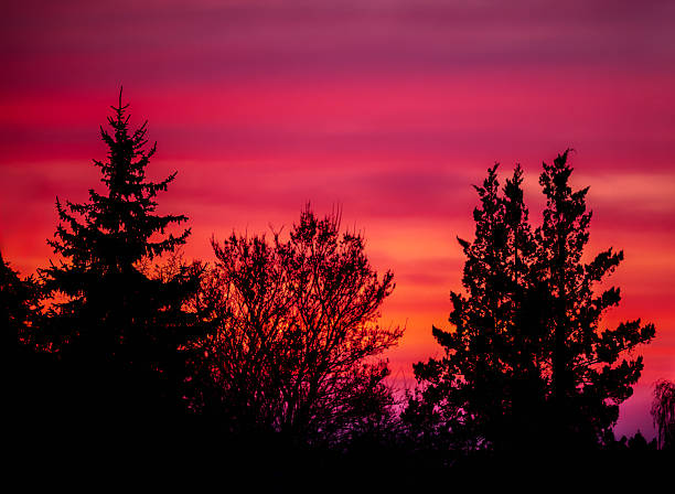 istock Tree silhouettes in the afterglow 2220266217