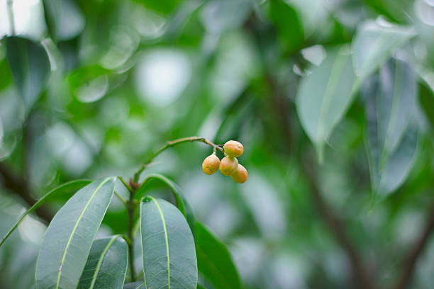 Cluster of Marian Plum Fruits  Focused Foreground with Blurred Tree Background