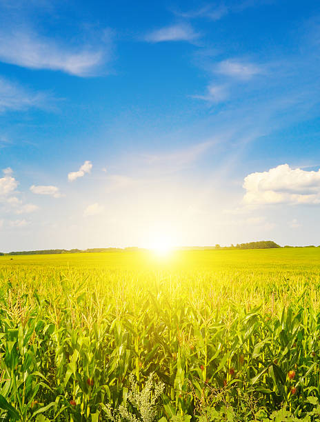 istock Green corn field and bright sunrise on a blue sky. 2220267700