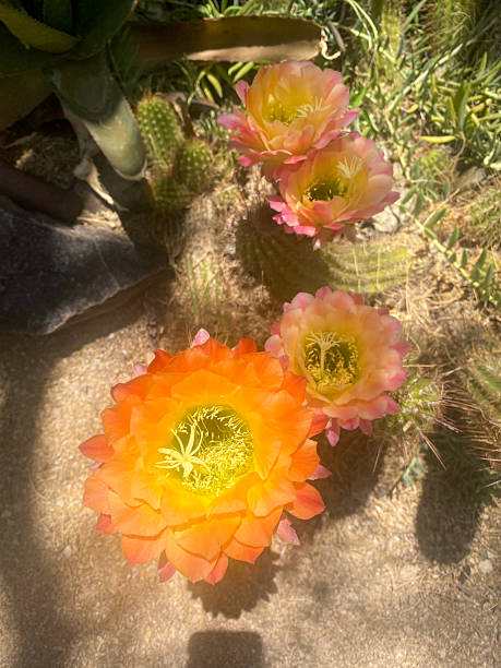 istock Vibrant Echinopsis Cactus Blooms in Full Tucson Sun 2220268693