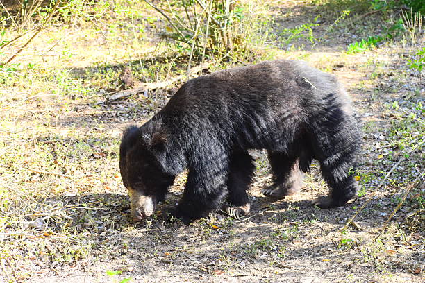 The Sri Lankan sloth bear, a rare and shy forest dweller, roams the island’s dry zone jungles. With shaggy black fur and a distinctive snout, it feeds on insects, fruits, and honey. Often seen in national parks, this unique bear adds charm to Sri Lanka’s diverse and wild landscapes.
