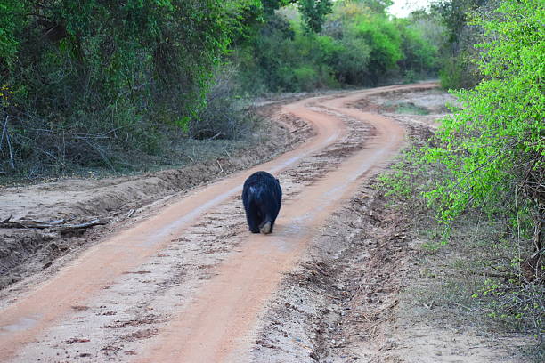 istock Sri Lankan Sloth Bear in Wild 2220271869