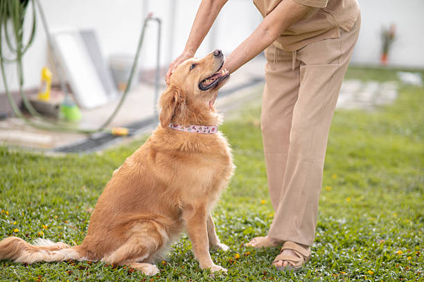 A female pet owner is training her dog