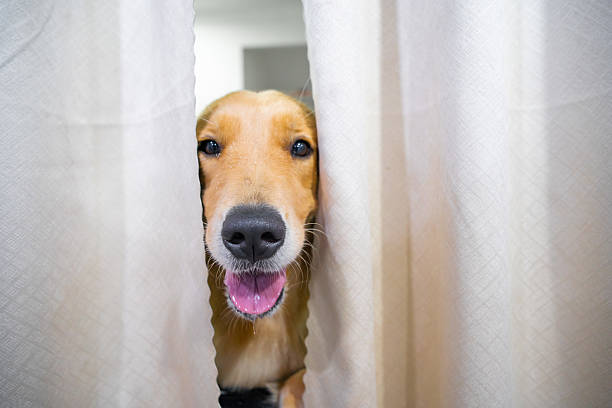 istock Golden Retriever looking out at the camera through curtain 2220273435