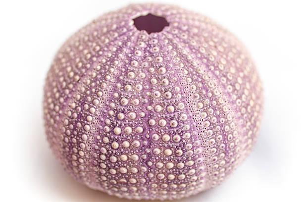 istock Violet sea urchin shell top view isolated on white background, soft focus close up 2220273804