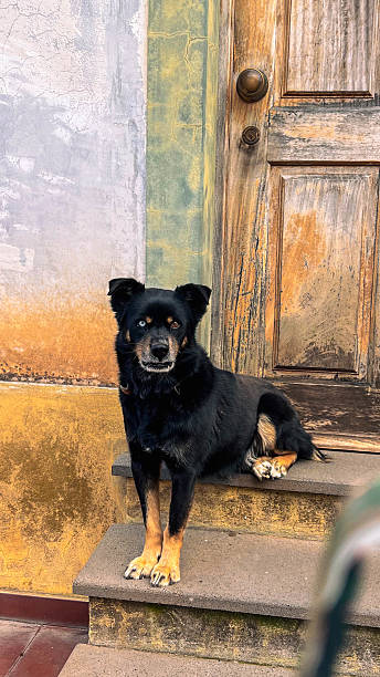 istock Dog in Portugal 2220276060