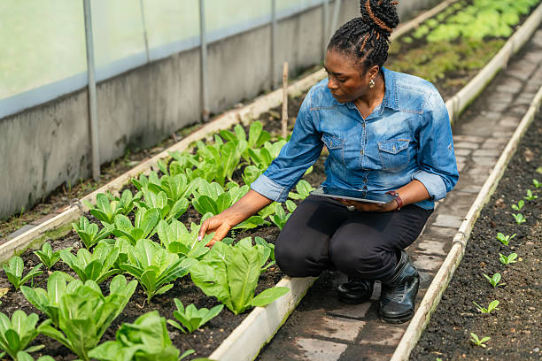 istock African American Agronomist Using a Tablet for Quality Control in an Organic Vegetable Farm. 2220276283