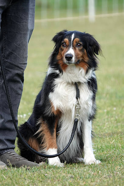 istock Portrait of an Australian Shepherd 2220277837