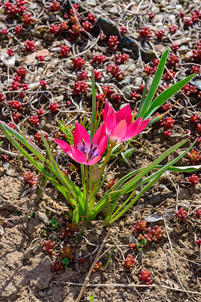 istock Blooming red flowers Dwarf botanical tulip Little Beauty 2220278032