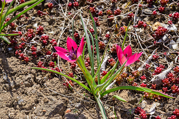 istock Blooming red flowers Dwarf botanical tulip Little Beauty 2220278039