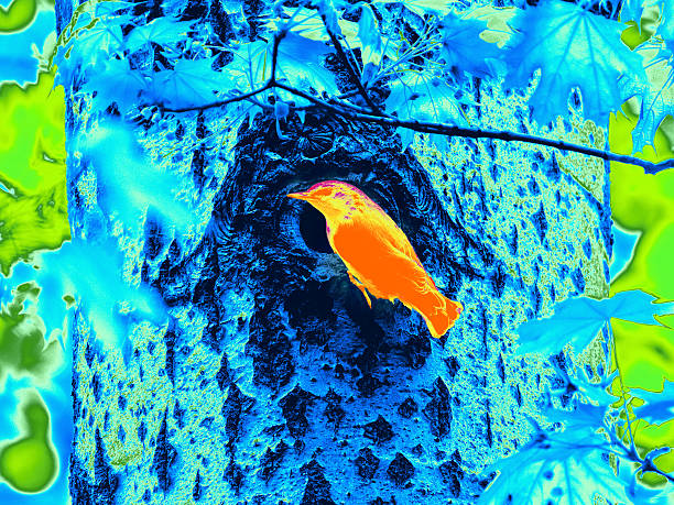 Infrared Thermal Image of small bird near hollow in tree. Thermal Image of Eurasian nuthatch or wood nuthatch (Sitta europaea) on tree trunk in Infrared colors