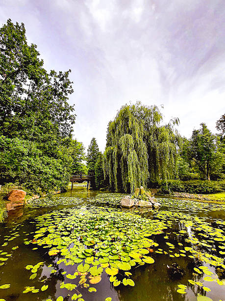 istock A beautiful park with water and greenery on a clear summer day 2220279590