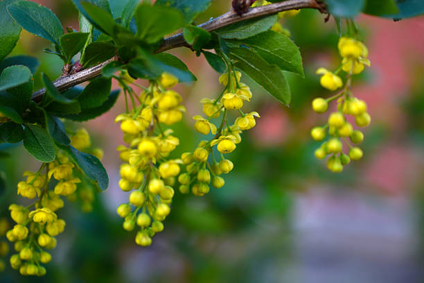 Yellow barberry flowers on a green bush.