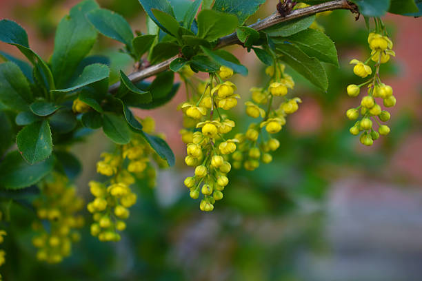 Yellow barberry flowers on a green bush.
