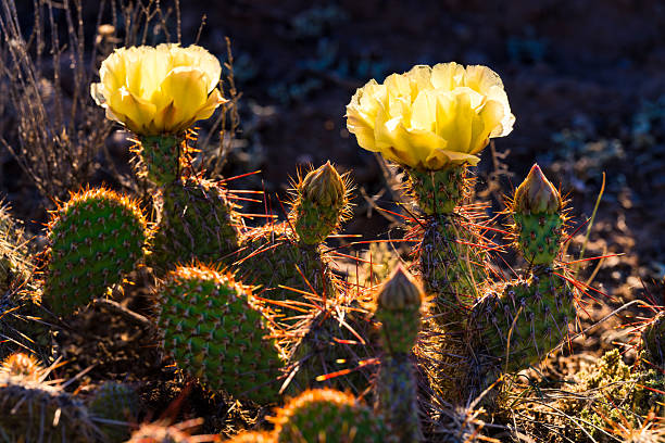 Prickly Pear Cactus yellow Flower in bloom, opuntia, cactaceae, plant in Saguaro National Park, Sonoran Desert in Tucson, Arizona.